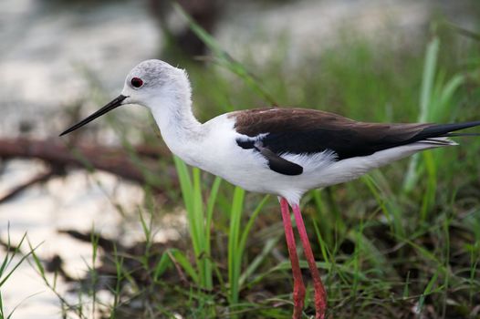 Black Winged Stilt searching for food