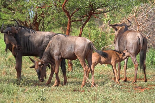 Herd of blue wildebeest relaxing during the heat of the day
