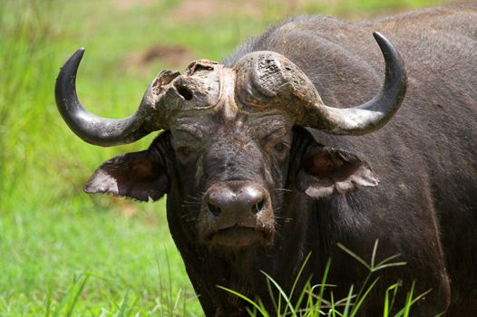 Old Buffalo bull with a broken horn