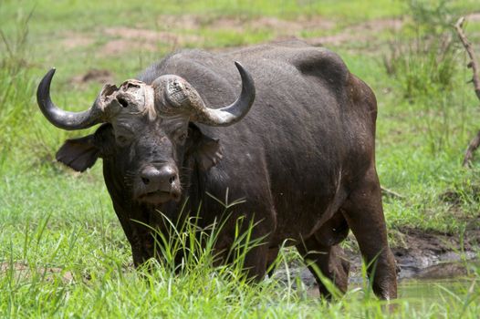 Old buffalo bull with a broken horn