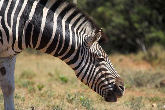 Close up of a burchell zebra head