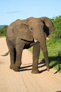 Elephant bull elephant walking down the road