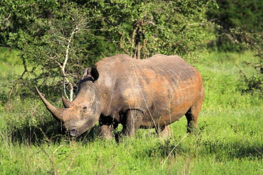 White rhino in the African bush