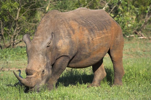 White rhino in the African bush