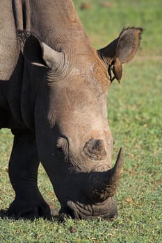 Close up of a white rhino feeding