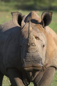 Close up portrait of a White Rhino