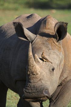 Close up of a White Rhino with an oxpecker searching for ticks