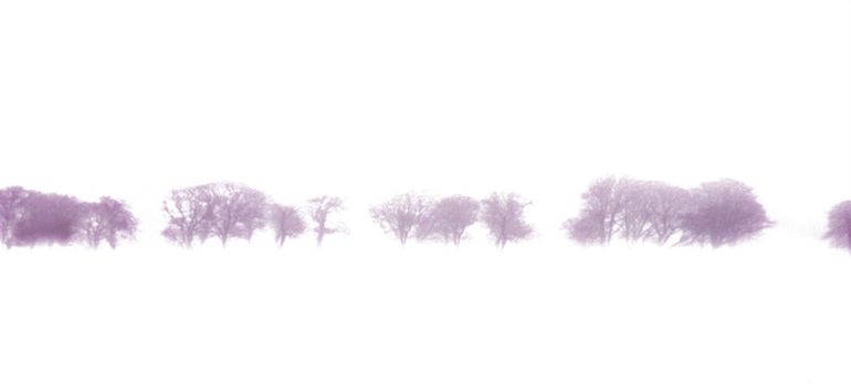 a row of trees in a snowstorm