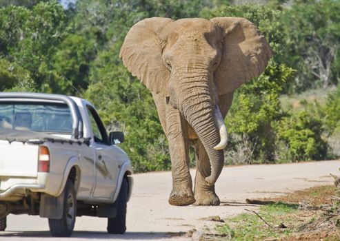 Elephant approaching a truck on a road in South Africa