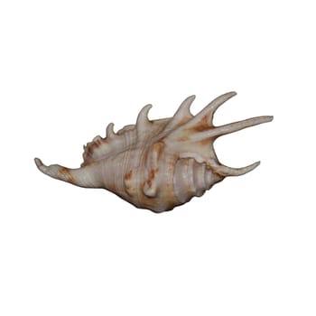 cutout of a sea shell