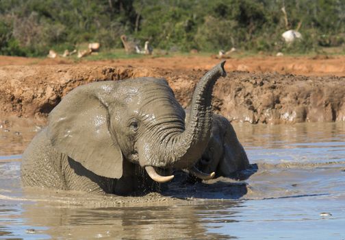 African Elephants having fun in the water