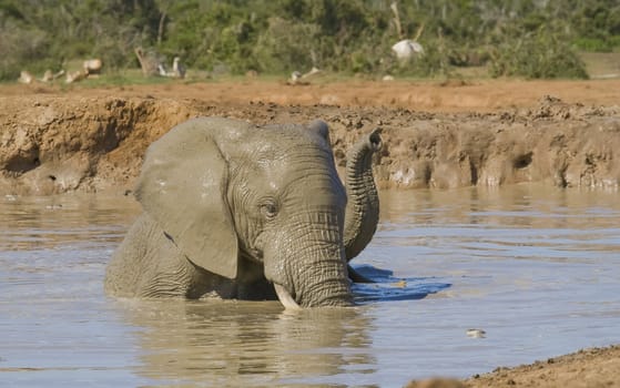 African elephants taking a mud bath at the water hole