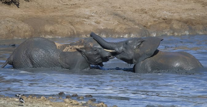 African elephants playing a game of dominance in the water