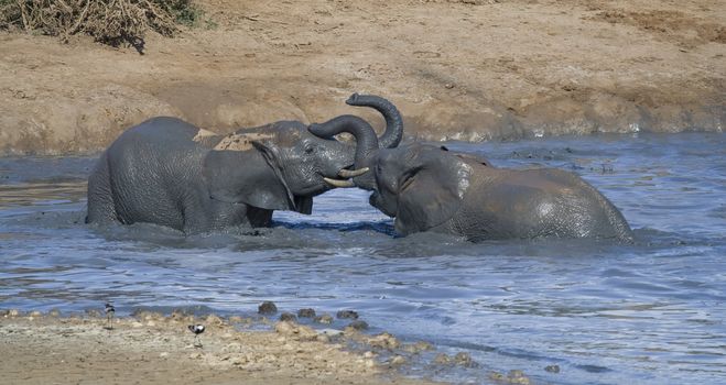 African elephants playing a game of dominance in the water