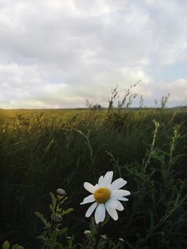 a flowers under a blue sky