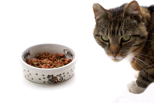 Cat with food against white background.