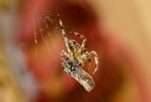 Wasp captured by a spider.