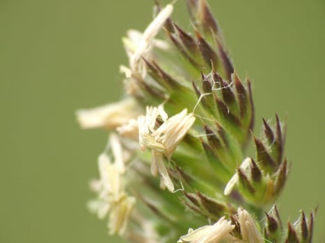 Closeup of grass seeds and pollen on green background