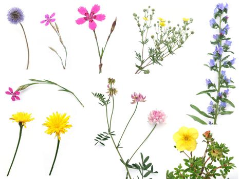 Set of meadow flowers isolated on white background