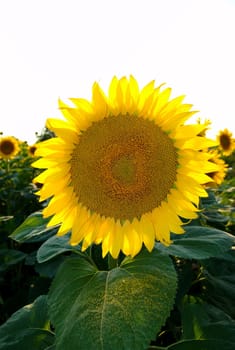 Gorgeous sunflower with pollen on green leaves and copy space