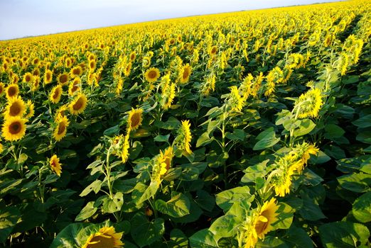 Sunflower field with rotated perspective to diagonal