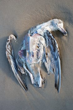 Dead seagull lying in the sand