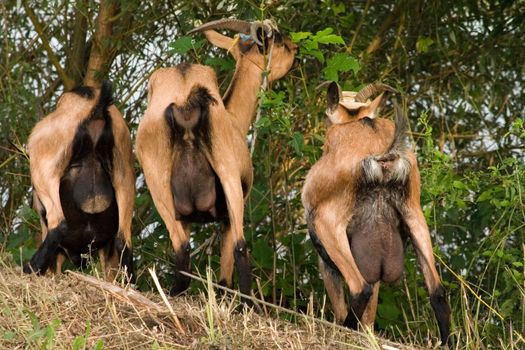 Goats eating bushes with rears in the air