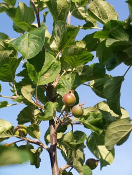 apple three with small apples