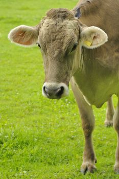 Close up portrait of a Jersey cow in a pasture at dawn. Space for copy bottom left.