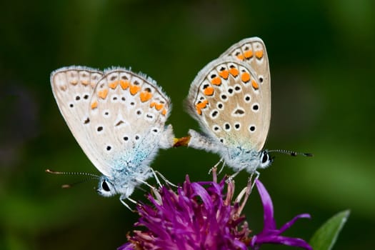 Butterfly mating on a flower