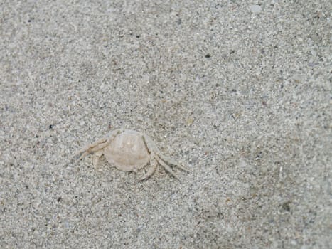 small crab on beach