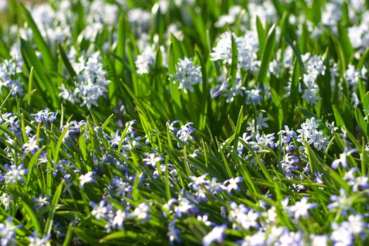 Glory-of-the-Snow (Chionodoxa forbesii), close-up, shallow DOF