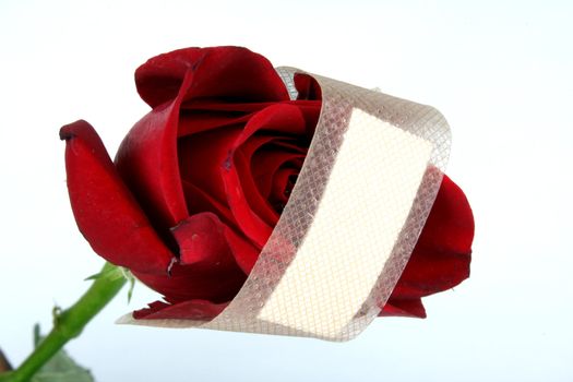 A metaphorical image of a red rose representing love with a bandage for healing its wound.