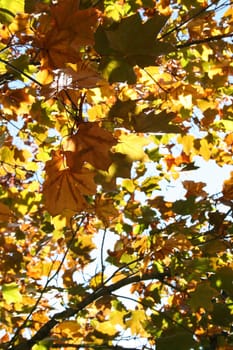 Autumn leaves on a tree colored orange, brown and yellow