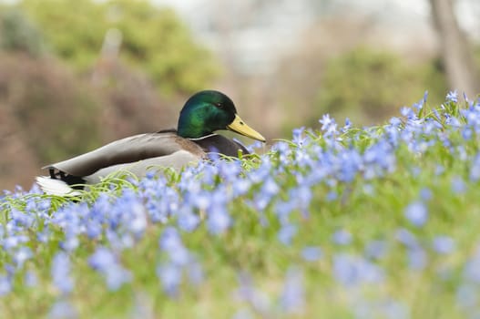 Mallard, wild duck (Anas platyrhynchos) , dabbling duck 