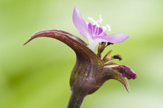 Small purple flower with blurred green background