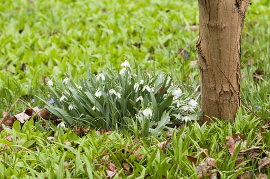 White snowdrop flowers in green grass
