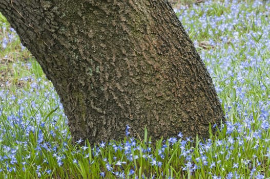Oak tree trunk surrounded by Scilla bifolia blue flowers