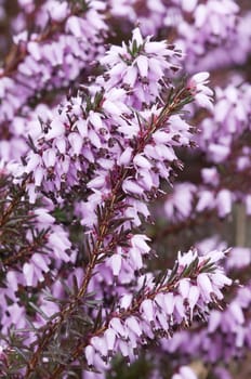 Purple Erica flowers in full bloom