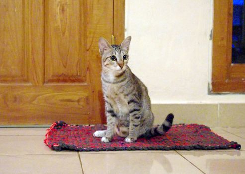 Cat sitting on a mat in a home