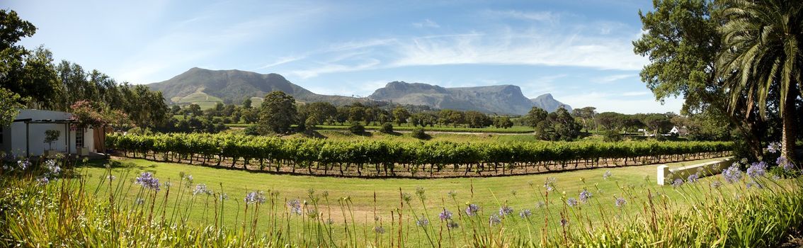 Panorama of a wine producer in South Africa, Cape Town