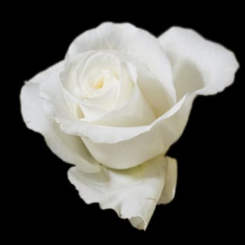 A white rose in a bunch, shallow depth of field