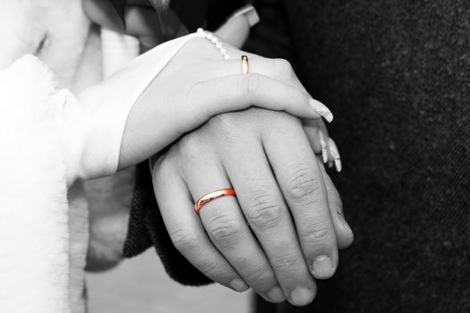 Groom's and bride's hands with wedding rings. Black and white photo with color accent