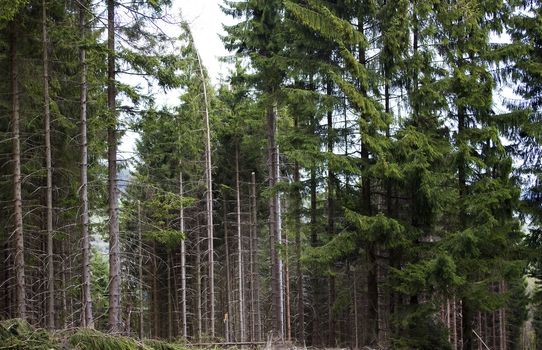 pine forest in Sauerland, Germany 