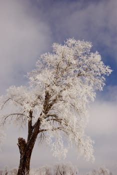 Old frosted tree on background of blue cloudy sky.