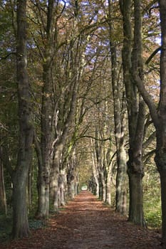 park alley in autumn