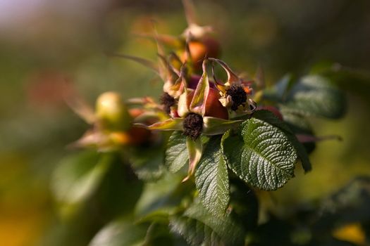 close up of dog rose