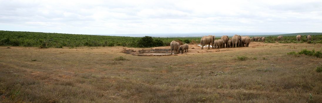 Elephants lifestyle in South Africa