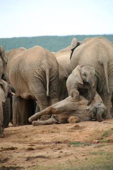 Elephants lifestyle in South Africa