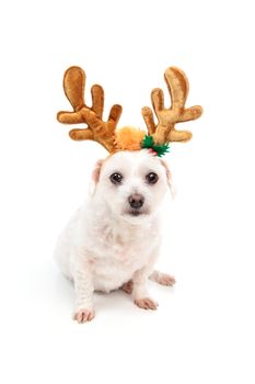 A little white maltese terrier sitting down and wearing antler ears decoration.  White background.